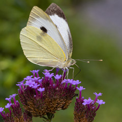 Female Large White butterfly (Pieris brassicae) drinking on Purpletop Vervain (Verbena bonariensis)