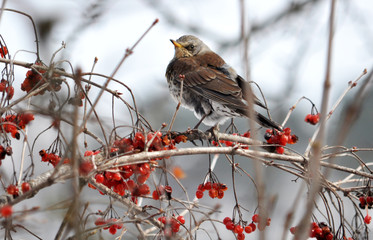 Fototapeta premium Turdus philomelos sits on a branch of a guelder rose