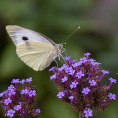 Female Large White butterfly (Pieris brassicae) drinking on Purpletop Vervain (Verbena bonariensis)