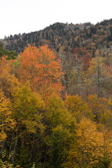 Foreground of brilliant yellow and orange fall trees with mountain behind, Great Smoky Mountains, vertical aspect