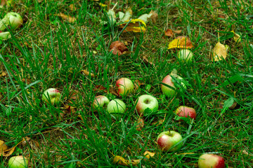 Green, yellow and red apples are scattered on the grass under the trees. Autumn fall of apples from apple trees. Multicolored apples are scattered in the green grass.