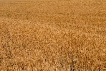 Background of the ripe yellow wheat. Agricultural concept