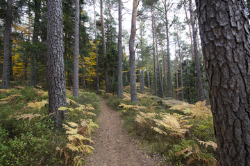 Forêt du Mont Sainte-Odile