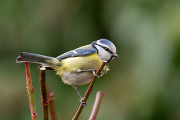 Mésange bleue (cyanistes caeruleus) sur une branche de rosier