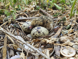 Obraz premium Nest of Common Tern (Sterna hirundo) with two eggs and one chicken
