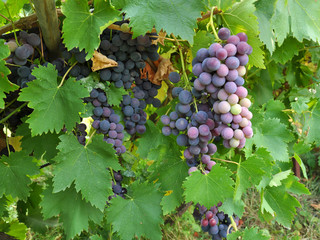 Cluster grapes with berries