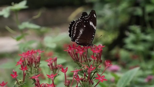 Slow motion of closeup butterfly on beautiful flower. Royalty high-quality free stock slow motion footage of butterfly on red flower, collecting nectar from flower with blur background