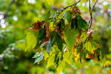 Natural colours of the autumn leaves