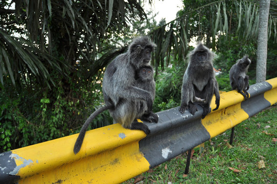 Silvery Langurs In Kuala Selangor