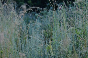 Meadow grasses
