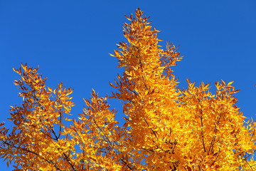Fototapeta premium Yellow leaves at the crown of a tree and clear blue sky on a sunny autumn day