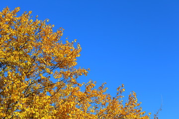 Yellow poplar leaves at the crown of a tree and clear blue sky on a sunny autumn day