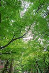 永平寺 参道の並木