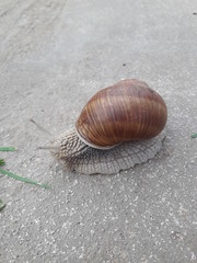 grape snail