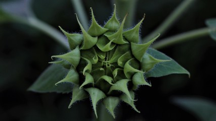 Sunflower bud macro