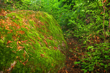 Massive rock covered by the green moss