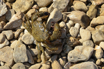 Krebs am Strand