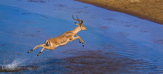 Common Impala in Kruger National park, South Africa ; Specie Aepyceros melampus family of Bovidae