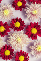 Floral pink and red flower background, flat lay.