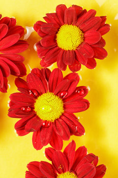 Dark red flowers on a yellow background. Copy space. Top view © 18042011
