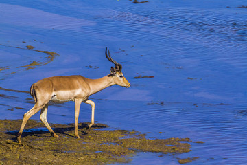 Common Impala in Kruger National park, South Africa ; Specie Aepyceros melampus family of Bovidae
