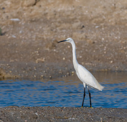 Birds of Mallorca