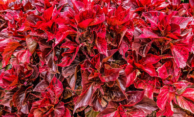 Wilder Wein mit roten Bl&auml;ttern