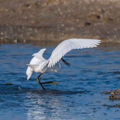 Malorca Birds