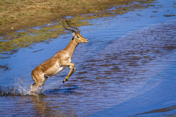Common Impala in Kruger National park, South Africa ; Specie Aepyceros melampus family of Bovidae