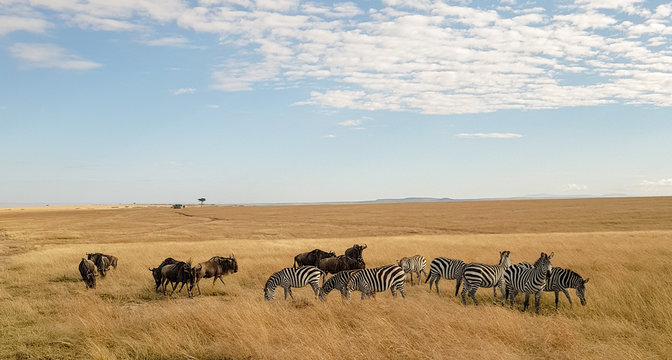 Gnous et z&egrave;bres, Amboseli, Kenya
