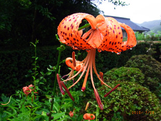 夏になりユリの花が咲いた