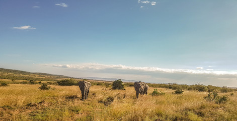 Eléphants, Amboseli, Kenya