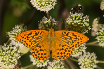 Kaisermantel sitzt auf einer Blüte