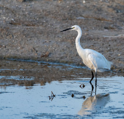 Mallorca Birds