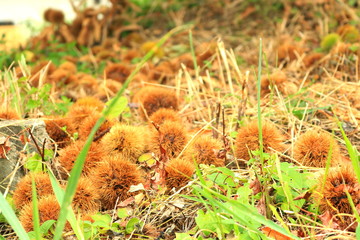 地面に落ちたたくさんの栗
