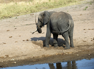Fototapeta premium Young elephant playing on sandy river bed, with trunk in air spraying water, with back to camera. Tarangire National Park. Tanzania, Africa
