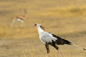 Secretarybird or secretary bird (Sagittarius serpentarius) walking to left in savanna, with pink eye and crown feathers  clearly visible. Tarangire National Park, Tanzania, Africa