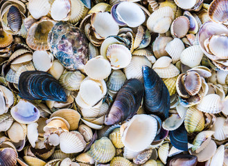 The Seashell background.