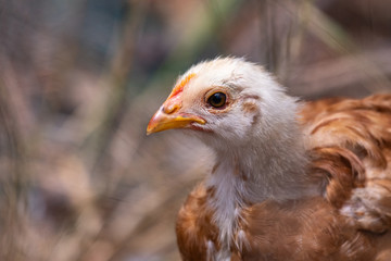 Farm yard animals