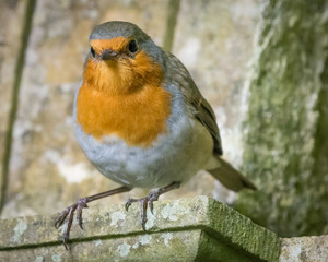 Robin Redbreast looking at you!