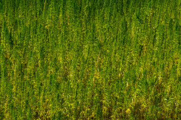 Backdrop of the ripe medical cannabis plant