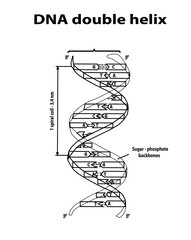DNA structure double helix in black lines on white background. Nucleotide, Phosphate, Sugar, and bases. education vector info graphic. Adenine, Thymine, Guanine, Cytosine.
