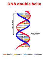 DNA structure double helix colore on white background. Nucleotide, Phosphate, Sugar, and bases. education vector info graphic.
Adenine, Thymine, Guanine, Cytosine.