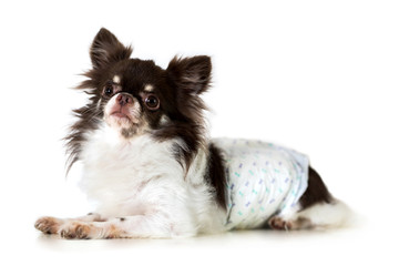 Cute chihuahua dog isolated on white background