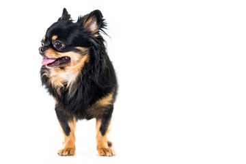 Cute chihuahua dog isolated on white background