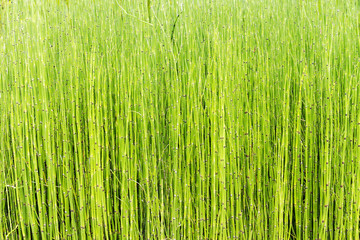 Marsh small plants of Horsetail background