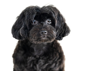 Cute dog isolated on white background