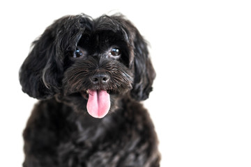 Cute dog isolated on white background