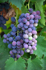 Cluster grapes with berries