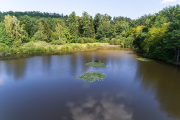 Seerose im Naturdenkmal Hölzer See